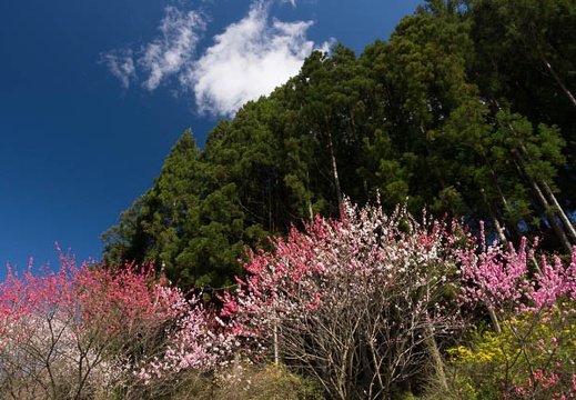 201305021430-DSC08493.jpg