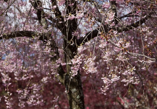 201305021436-DSC08500.jpg