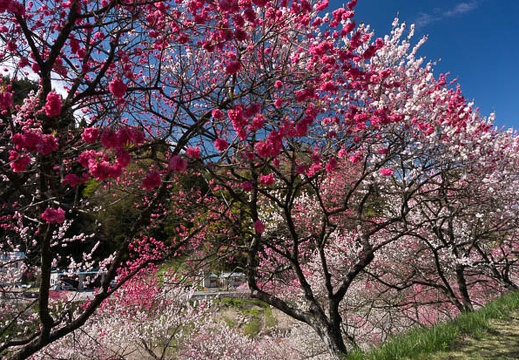 201305021449-DSC00952N.jpg