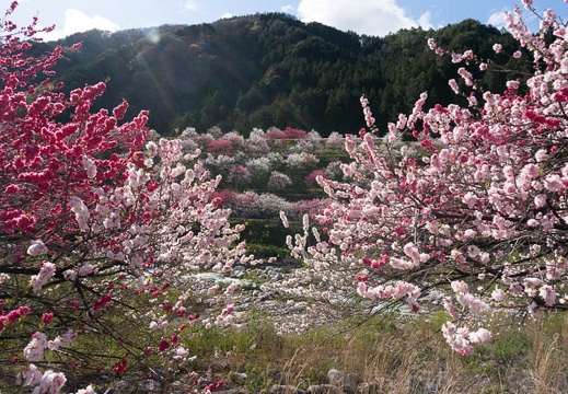 201305021527-DSC01023N.jpg