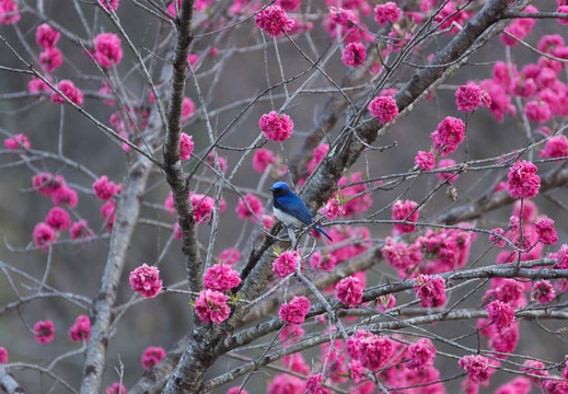 201305021732-DSC08657.jpg
