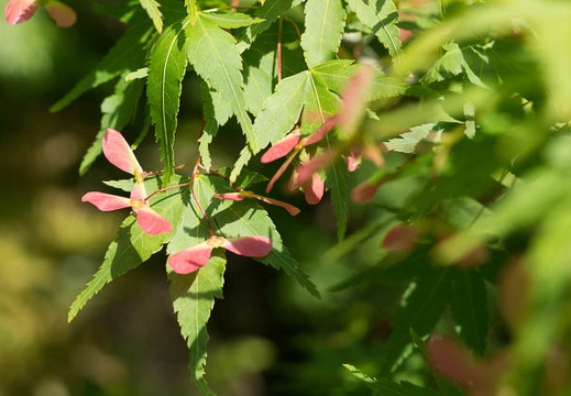 201305031406-DSC08748.jpg