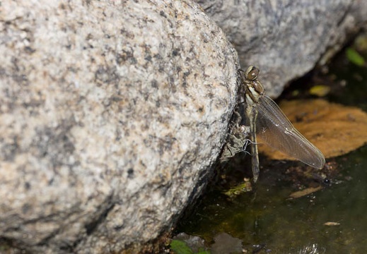 201305031443-DSC08822.jpg
