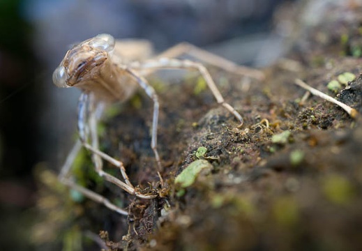 201305031448-DSC01233N.jpg