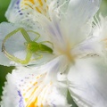 201305031519-DSC01252N.jpg