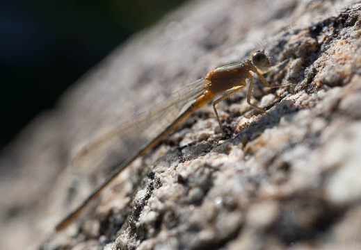 201305031533-DSC01266N.jpg