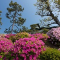 201305040951-DSC01462N.jpg