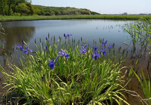 05.08 小堤西池のカキツバタ群落