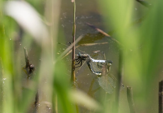 201305081330-DSC09471.jpg