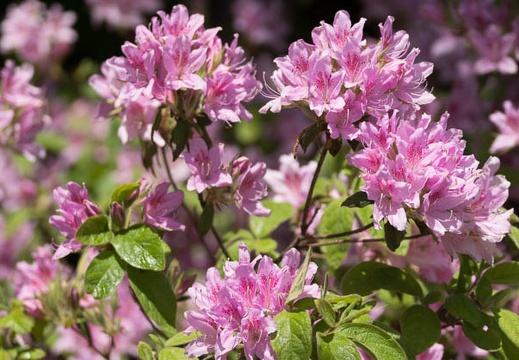 201305081409-DSC09564.jpg