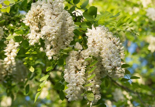 201305081705-DSC09673.jpg