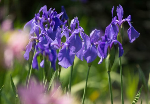 201305091055-DSC09774.jpg