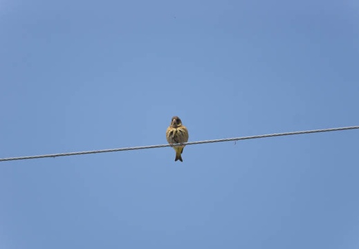 201305091422-DSC09902.jpg