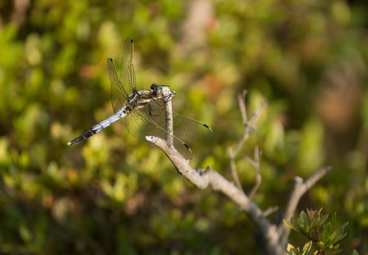 201305091540-DSC09938.jpg