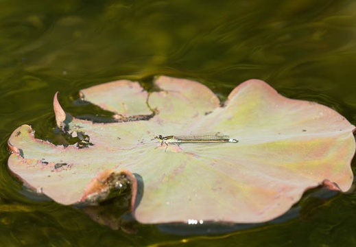 201305091604-DSC09971.jpg