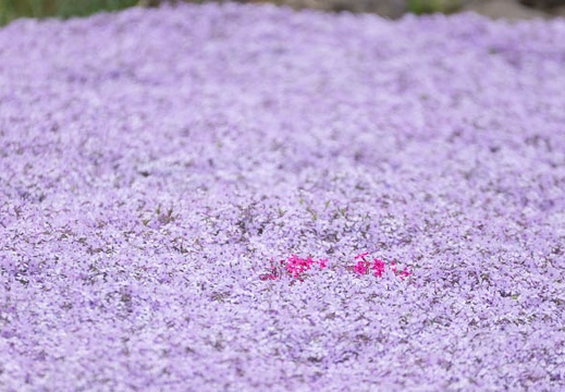 201305130815-DSC09997.jpg