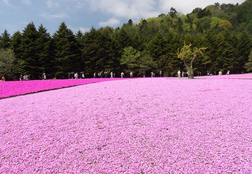 201305131009-DSC00134.jpg