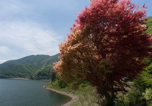 201305131149-DSC02043N.jpg