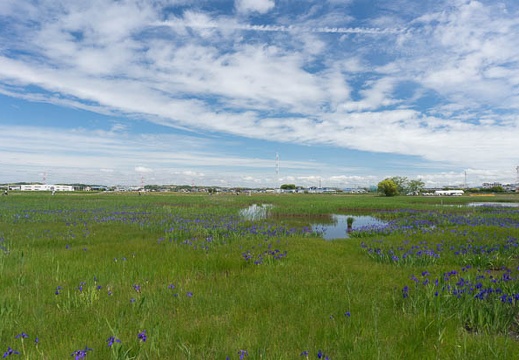201305201024-DSC02432N.jpg