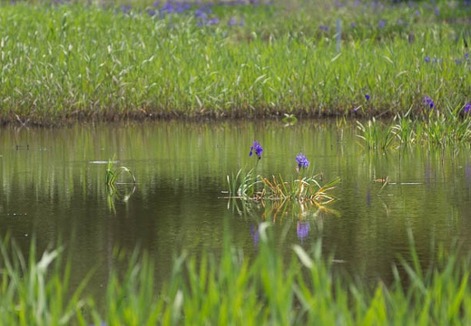201305201031-DSC00918.jpg