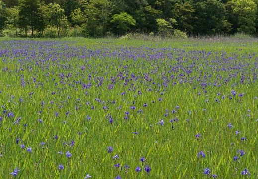 201305201036-DSC02451N.jpg