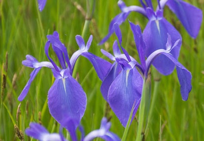 201305201105-DSC00950.jpg