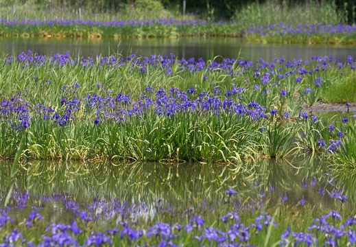 05.20 小堤西池のカキツバタ群落