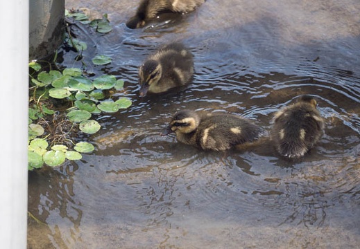 201305201249-DSC01013.jpg
