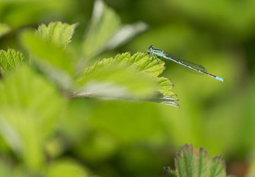 201305201318-DSC01072.jpg