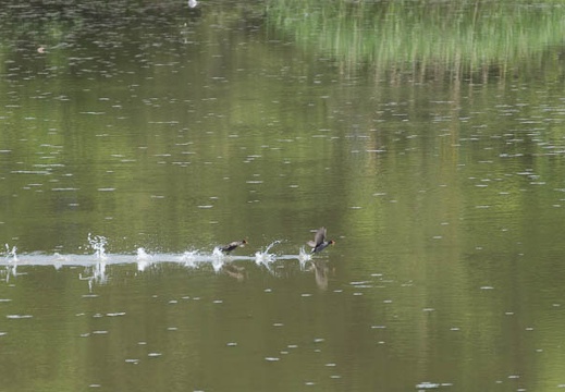201305201324-DSC01077.jpg