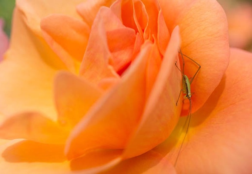 201305221049-DSC02551N.jpg