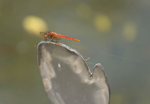201305221152-DSC01219.jpg