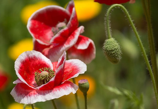 201305221206-DSC01240.jpg