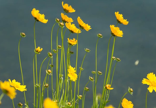 201305221235-DSC01271.jpg