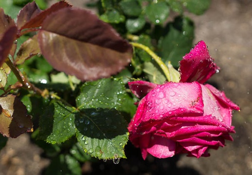 201305241151-DSC01384.jpg