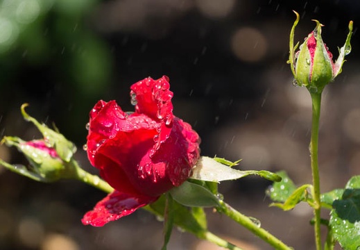 201305241158-DSC01401.jpg