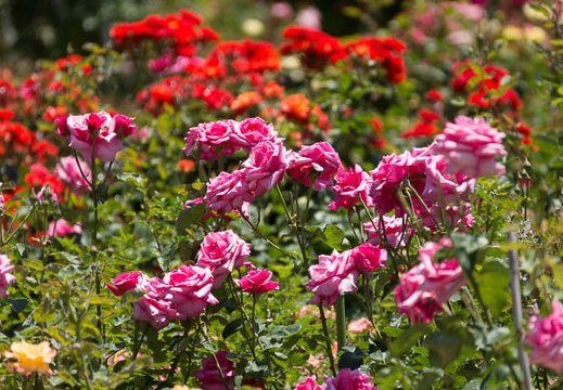 201305241204-DSC01417.jpg