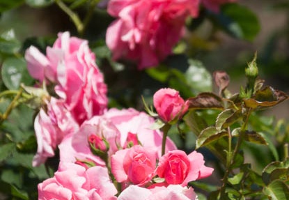 201305241213-DSC01437.jpg