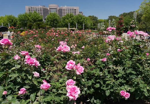 201305241215-DSC02736N.jpg