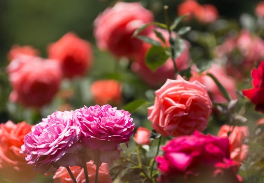 201305241217-DSC01441.jpg