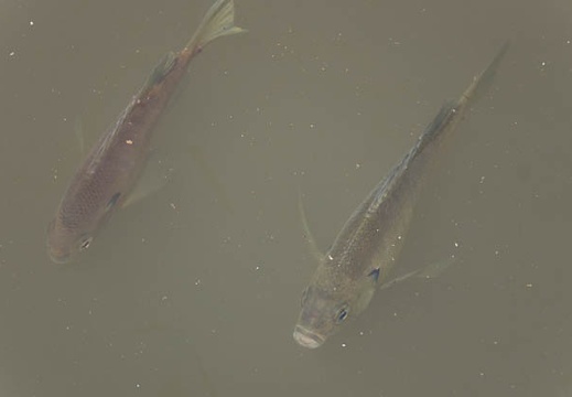 201305241240-DSC01485.jpg