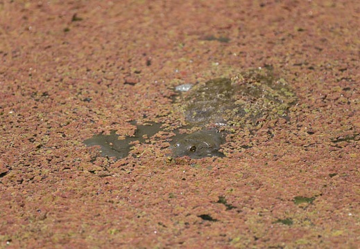 201305241251-DSC01532.jpg
