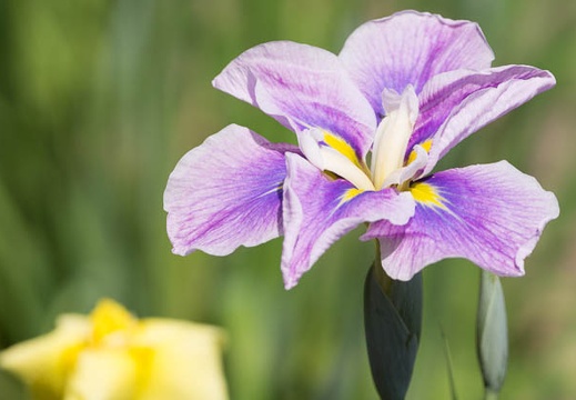 201305241317-DSC01570.jpg