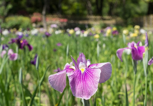 201305241325-DSC01593.jpg