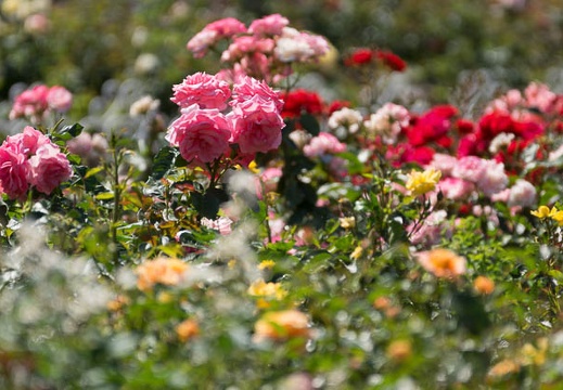 201305241353-DSC01621.jpg