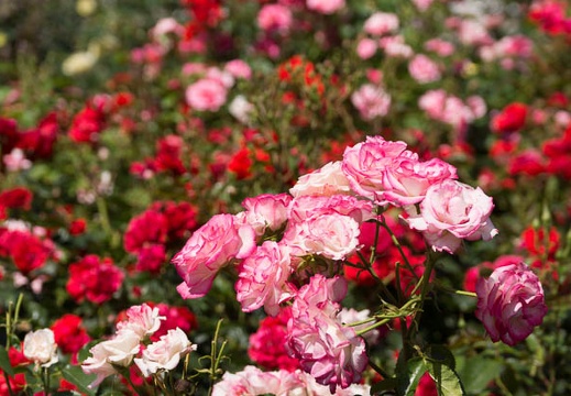201305241354-DSC01624.jpg
