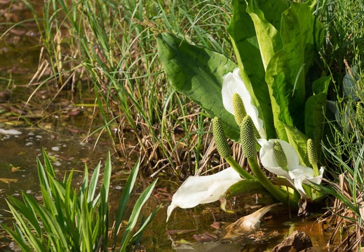 201305250718-DSC01630.jpg