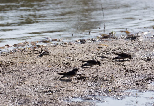 201305250725-DSC01639.jpg