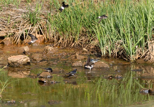 201305250729-DSC01655.jpg