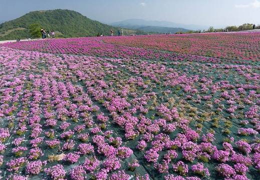 201305250811-DSC02821N.jpg